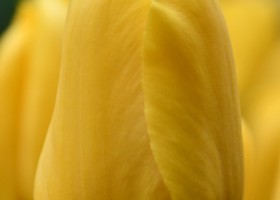 Tulipa Antares (3)